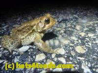 /home//u458753944/public_html/sourcegallery////Roxborough Toad Detour/2013-2019/2014/2014-04-07/P1140910.JPG